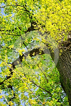 Springtime lusty foliage. Color image