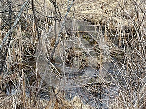 A springtime marsh with flowing water