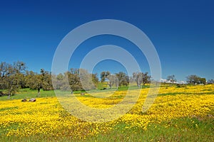 Springtime meadow