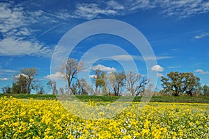 Springtime meadow