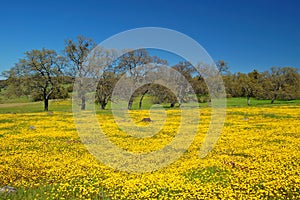 Springtime meadow