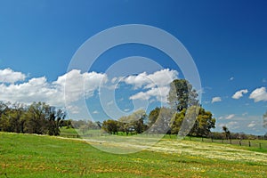 Springtime meadow