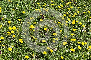 Springtime meadow in bloom with Selfheal also Prunella vulgaris and yellow dandelion also tarataxum officinale