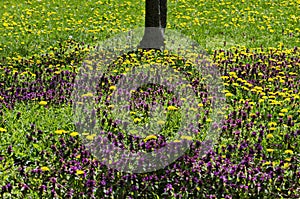 Springtime meadow in bloom with Selfheal also Prunella vulgaris and yellow dandelion also tarataxum officinale