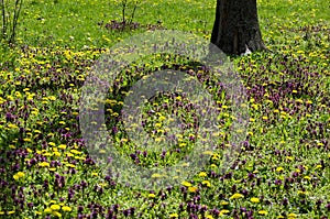 Springtime meadow in bloom with Selfheal also Prunella vulgaris and yellow dandelion also tarataxum officinale