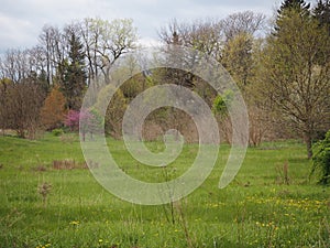 Springtime Meadow With Budding Trees