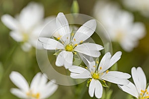 Springtime meadow flower Stellaria holostea