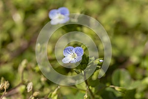 Springtime meadow flowers