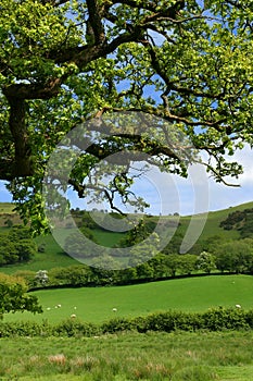 Springtime Meadows