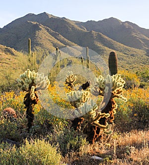 Springtime Morning Scene in the Sonoran Desert photo