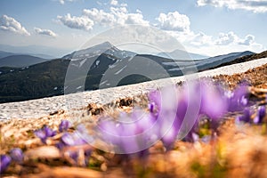 Springtime in the mountains with colorful crocus flowers
