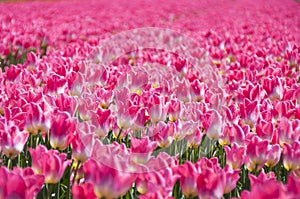 04-24-2022 Abbenes The Netherlands .Springtime in The Netherlands Colorful dutch tulipfields in bloom on a sunny day photo