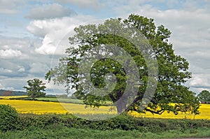 Springtime oak tree and canola fields in the British countryside.