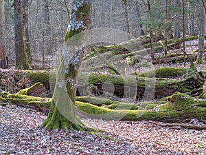 Springtime old deciduous stand