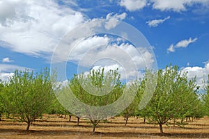 Springtime orchard