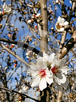 Springtime Orchard Blooms Landscape in Modesto California