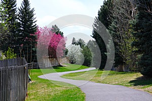 Springtime outdoors landscape scenic nature view photo with a path between grass lawn and blooming spring apple, cherry