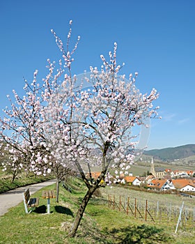 Springtime in Palatinate,Germany