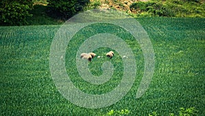 A springtime panorama with green wheat field, sheeps and meadow