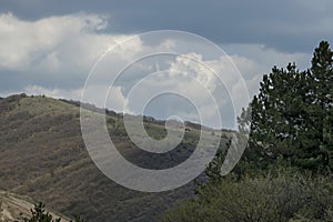Springtime panorama landscape with pine or pinus and deciduous forest