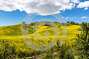 Springtime Panorama of Santa Monica Mountains showing a profusion of wild mustard.