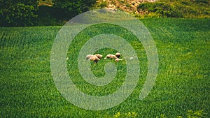 A springtime panorama with wheat field, sheeps and meadow