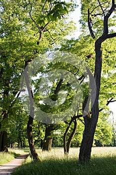 Springtime in the parc