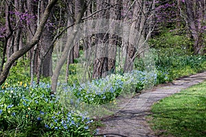 Springtime path of flowers and redbud trees