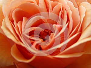 Springtime peach rose flower close up in bloom at Queen Elizabeth Park