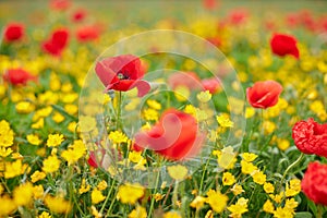 Springtime photo in a meadow with poppy flowers