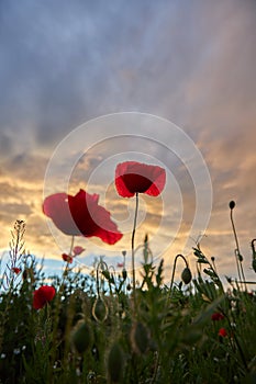 Springtime photo in a meadow with poppy flowers at evening time