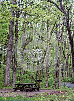 Springtime picnic area with flowering dogwoods
