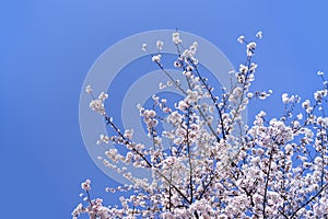 Springtime with pink cherry blossom flower in park outdoor with clear blue sky no cloud on holiday in Japan