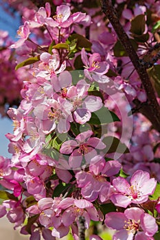 Springtime Pink Flower Blossoms In Bloom