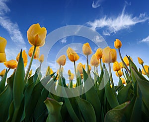 Springtime pink tulips blossom on the Netherlands farm.