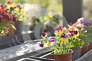 Springtime planting in terrace. Eco gardening