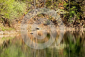 Springtime pond landscape with turtles and trees