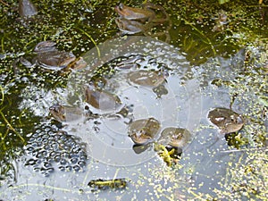 Springtime In The Pond