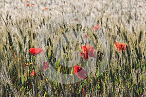 Springtime: poppies among ears of green wheat wrapped in dew.