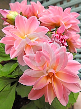 Springtime potted pink dahlias in bloom