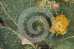 Springtime Prickly Pear Bloom