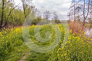 Springtime in a protected Dutch nature reserve