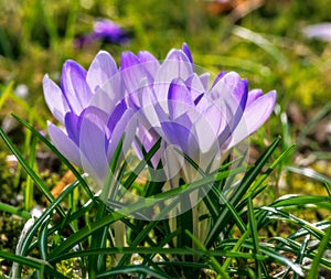 Springtime with purple corcus flowers