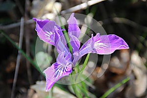 Springtime Purple Flower Iris Petals