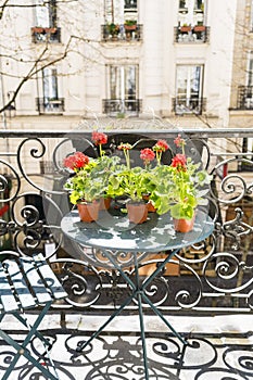 Springtime with red geraniums on a balcony in Paris, France