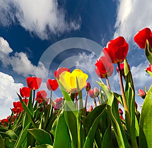 Springtime red and yellow tulips blossom on the Netherlands farm