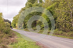 Springtime roadside in the Forest of Dean.