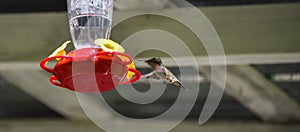 Springtime Ruby throated hummingbird (Archilochus colubris).