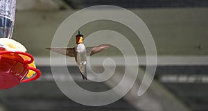 Springtime Ruby throated hummingbird (Archilochus colubris).