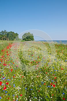 Springtime on Ruegen Island,baltic Sea,Germany